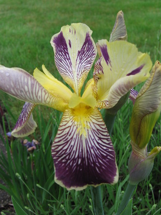 iris (Iris germanica (Orris))