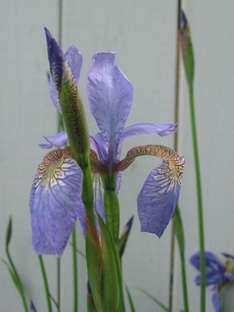 Siberian Iris (Iris sibirica (Siberian iris))