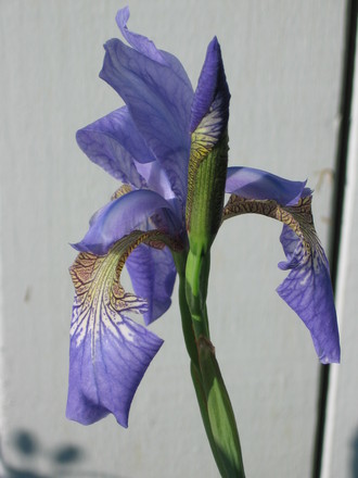 Siberian Iris (Iris sibirica (Siberian iris))