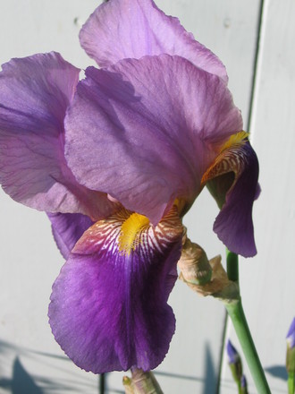 iris (Iris germanica (Orris))