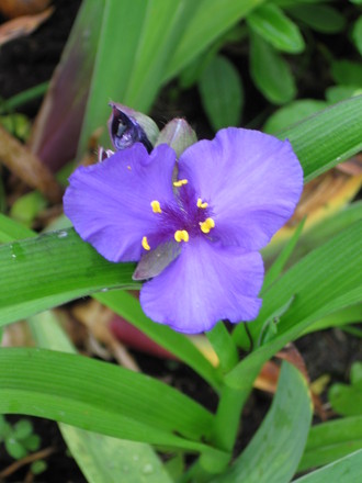 spiderwort (Tradescantia virginiana (Spiderwort))