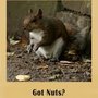 got nuts?