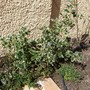 Holly tree