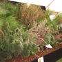 Grasses_ag_show