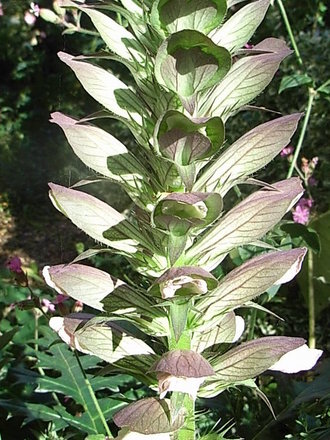 Acanthus spinosus (Acanthus spinosus)