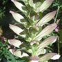 Acanthus_spinosus