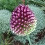 Allium_sphaerocephalon
