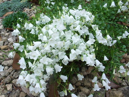 Campanula cochleariifolia 'White Baby' (Campanula cochleariifolia 'White Baby')