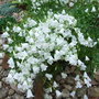 Campanula cochleariifolia