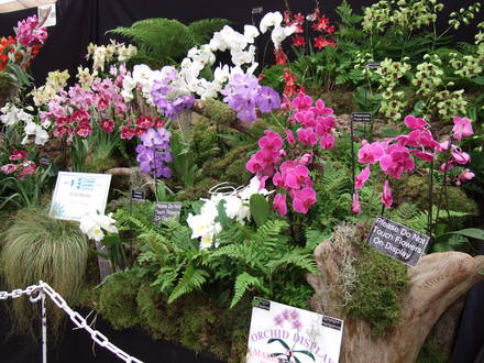 A display of orchids at the AG show