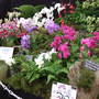 Orchids_ag_show
