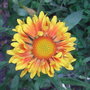 Gaillardia 'St Clements' (Gaillardia 'St Clements')