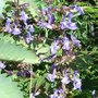 Salvia_forsskaolii