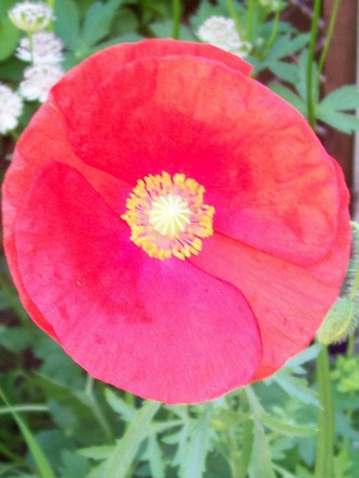 A garden flower photo (Papaver rhoeas (Corn poppy))