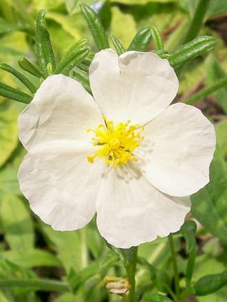 A garden flower photo (helianthemum)