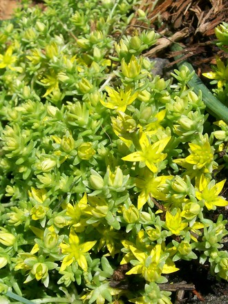 A garden flower photo (sedum)