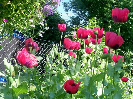 25_6_6.jpg (Papaver commutatum)