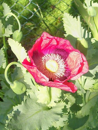 25_6_7.jpg (Papaver commutatum)