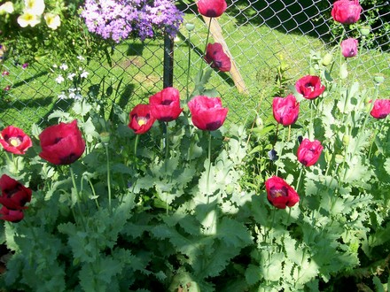 25_6_8.jpg (Papaver commutatum)
