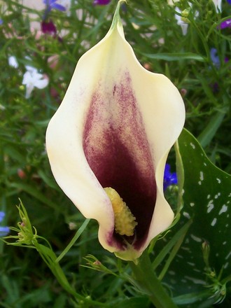 calla lily (zantedeschia)