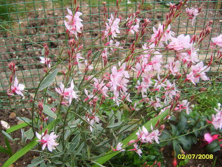 Gaura lindheimeri (Gaura lindheimeri (Gaura))