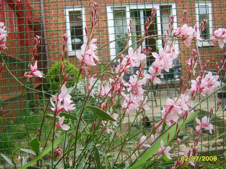 Gaura lindheimeri (Gaura lindheimeri (Gaura))