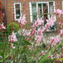 Gaura lindheimeri (Gaura)