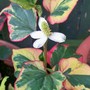 Houttuynia cordata