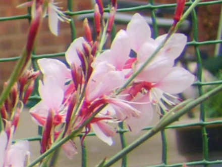 Gaura lindheimeri (Gaura lindheimeri (Gaura))