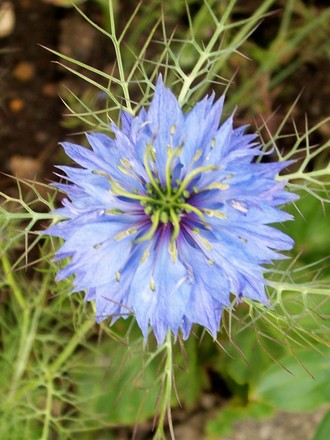 2_7_7.jpg (Nigella damascena (Love-in-a-mist))