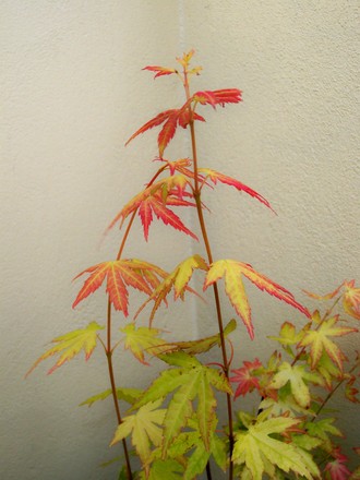 2_7_8.jpg (Acer palmatum)