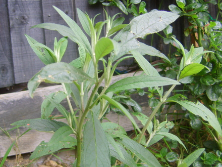 Buddleja davidii (Buddleja davidii Black Knight)