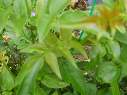 Jasminum officinale (Jasminum officinale)