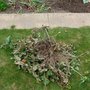 Uprooted_tomato_plants