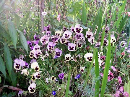 2_7_10.jpg (viola)