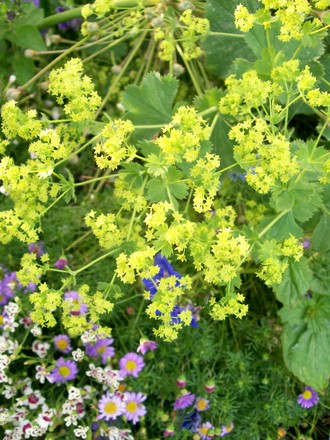 2_7_12.jpg (Alchemilla mollis)