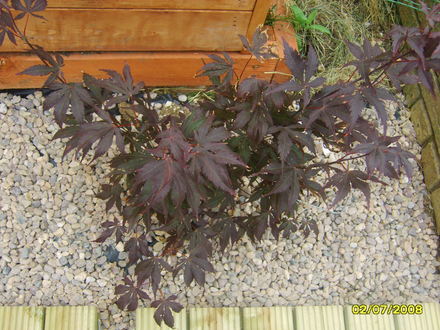 Acer palmatum (Acer palmatum)