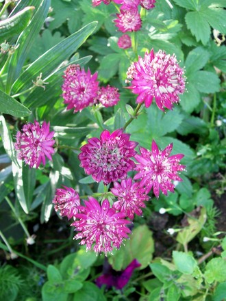 2_7_13.jpg (astrantia major)
