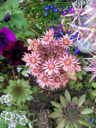 2_7_14.jpg (Sempervivum tectorum)