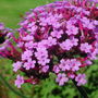 Verbena bonariensis