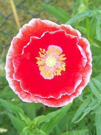 2_7_16.jpg (Papaver rhoeas (Corn poppy))