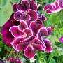 29_6_4.jpg (Pelargonium)