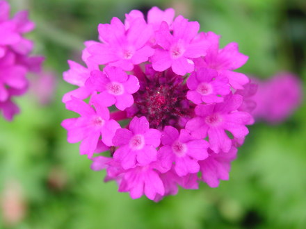 Verbena rigida (Verbena rigida)