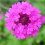 Verbena rigida (Verbena rigida)