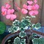 29_6_7.jpg (Pelargonium)