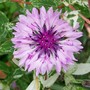 Centaurea cyanus