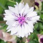 29_6_9.jpg (Centaurea cyanus (Cornflower))