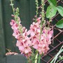 29_6_10.jpg (Verbascum bombyciferum (Mullein))