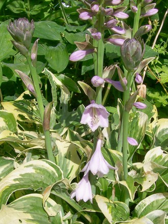 29_6_11.jpg (hosta)