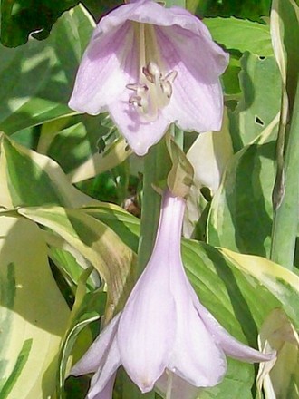 29_6_12.jpg (hosta)